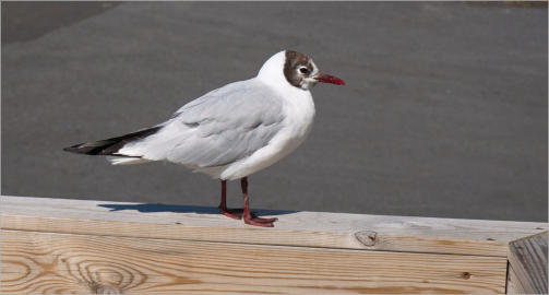 Lachmöwe in Husavik, Island