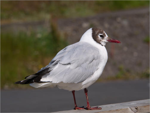 Lachmöwe in Husavik, Island