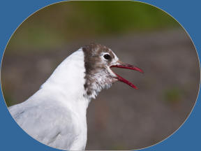 Lachmöwe in Husavik, Island
