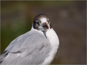 Lachmöwe in Husavik, Island