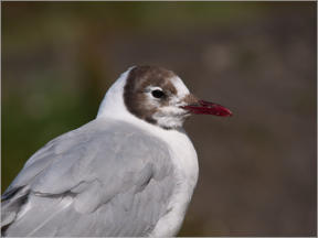 Lachmöwe in Husavik, Island