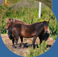 Unterwegs in Nord-Island