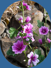 Víðimýrarkirkja -  Skagafjörður, Island