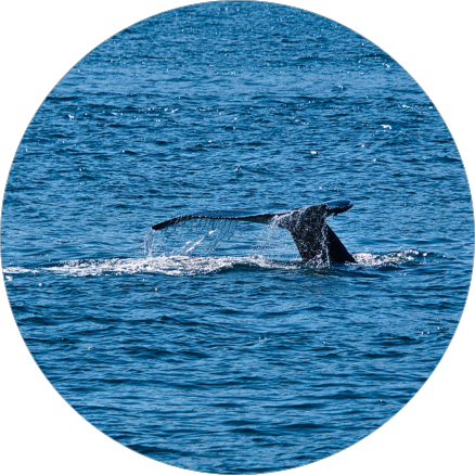 Whale-Watching mit North Sailing - Husavik, Island