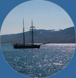 Whale-Watching mit North Sailing - Husavik, Island