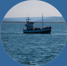 Whale-Watching mit North Sailing - Husavik, Island