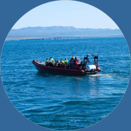 Whale-Watching mit North Sailing - Husavik, Island