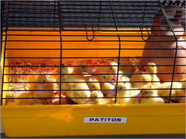 Ramblas, Barcelona 2008