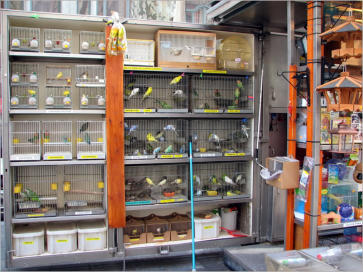 Ramblas, Barcelona 2008