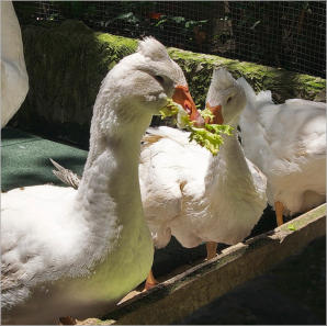 Seufzerbrücke im Barri Gotic - Barcelona, ES