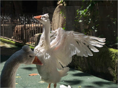 Seufzerbrücke im Barri Gotic - Barcelona, ES