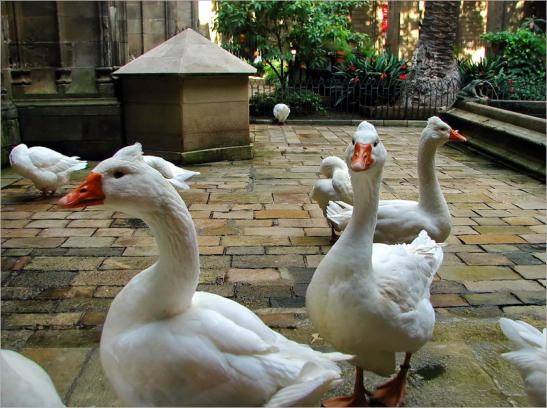 Seufzerbrücke im Barri Gotic - Barcelona, ES