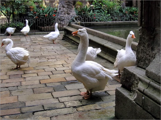 Seufzerbrücke im Barri Gotic - Barcelona, ES