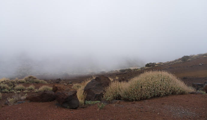 Nationalpark Teide, Teneriffa