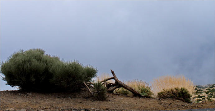 Nationalpark Teide, Teneriffa