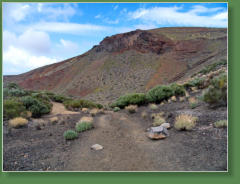 Wanderung Arenas Negras, Nationalpark Teide, Teneriffa