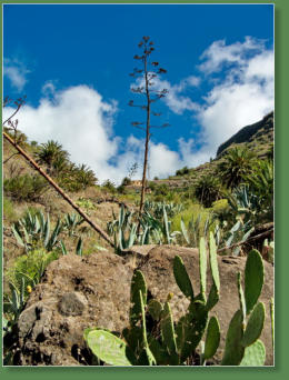 Wanderung durch die Masca-Schlucht, Teneriffa