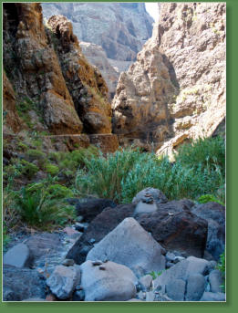 Wanderung durch die Masca-Schlucht, Teneriffa