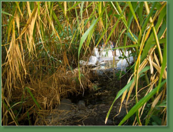 Wanderung durch die Masca-Schlucht, Teneriffa