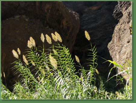 Wanderung durch die Masca-Schlucht, Teneriffa