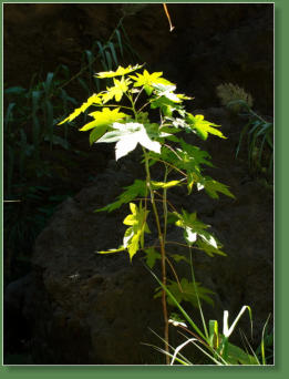 Wanderung durch die Masca-Schlucht, Teneriffa