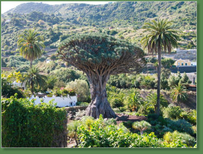 Icod de los Vinos, Teneriffa