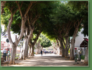 Icod de los Vinos, Teneriffa