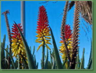 Puerto de la Cruz, Teneriffa