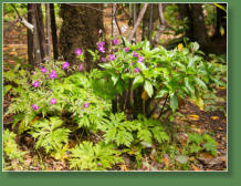 Einstieg in die Chinobre-Runde, Teneriffa