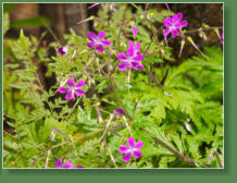 Einstieg in die Chinobre-Runde, Teneriffa