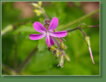 Einstieg in die Chinobre-Runde, Teneriffa