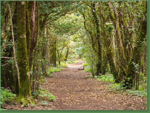 Einstieg in die Chinobre-Runde, Teneriffa