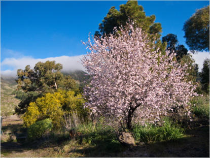 Santiago des Teide, Teneriffa