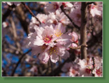 Santiago des Teide, Teneriffa
