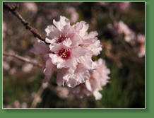 Santiago des Teide, Teneriffa