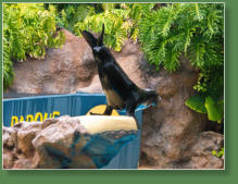 Loro Parque, Teneriffa