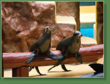 Loro Parque, Teneriffa