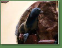 Loro Parque, Teneriffa