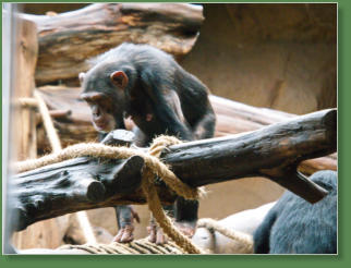 Loro Parque, Teneriffa