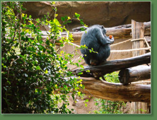 Loro Parque, Teneriffa