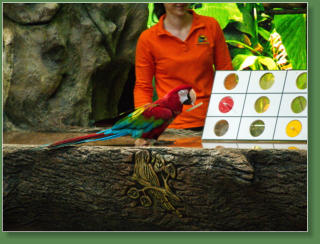 Loro Parque, Teneriffa