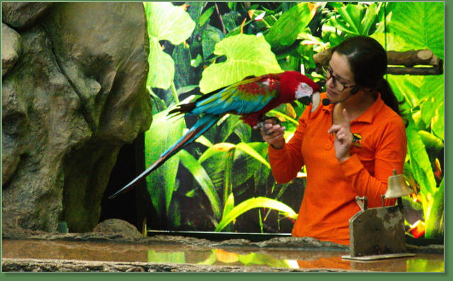 Loro Parque, Teneriffa