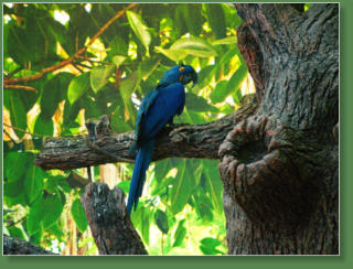 Loro Parque, Teneriffa