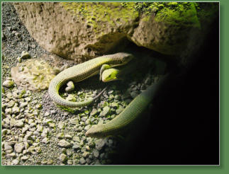 Loro Parque, Teneriffa