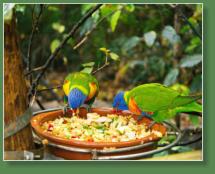 Loro Parque, Teneriffa