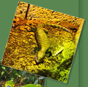 Loro Parque, Teneriffa