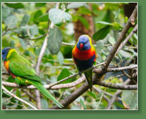 Loro Parque, Teneriffa