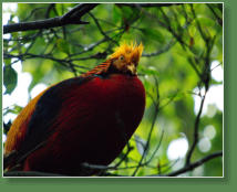 Loro Parque, Teneriffa