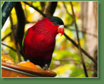Loro Parque, Teneriffa