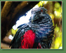 Loro Parque, Teneriffa